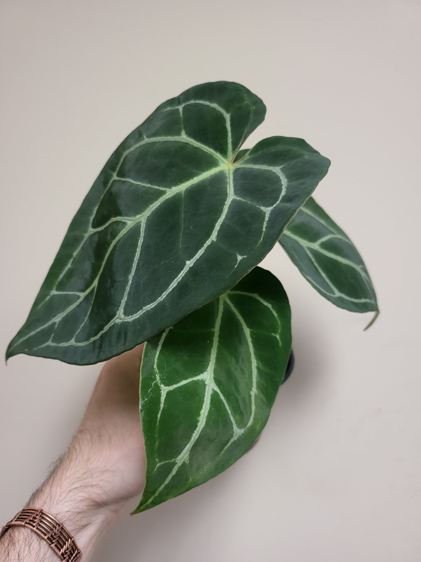 Anthurium Crystallinum Hybrid 4"