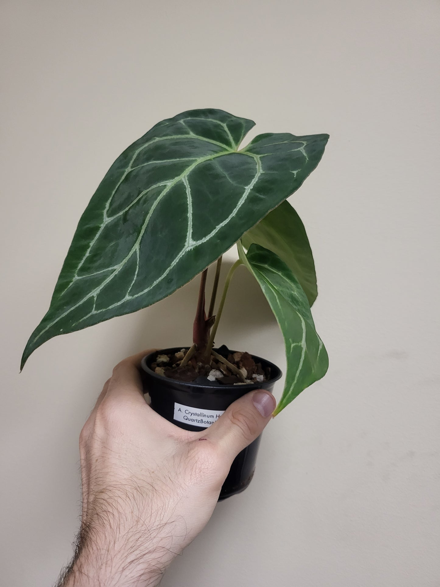 Anthurium Crystallinum Hybrid 4"