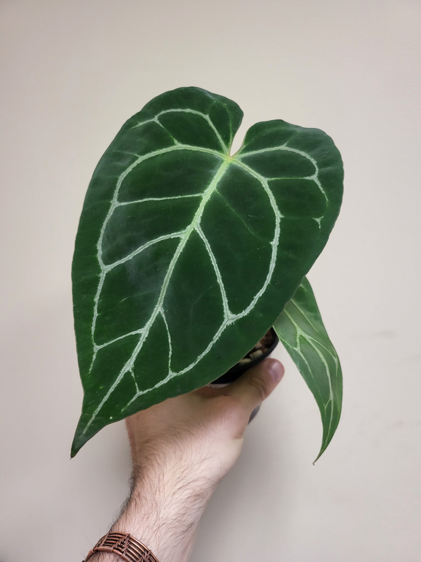 Anthurium Crystallinum Hybrid 4"