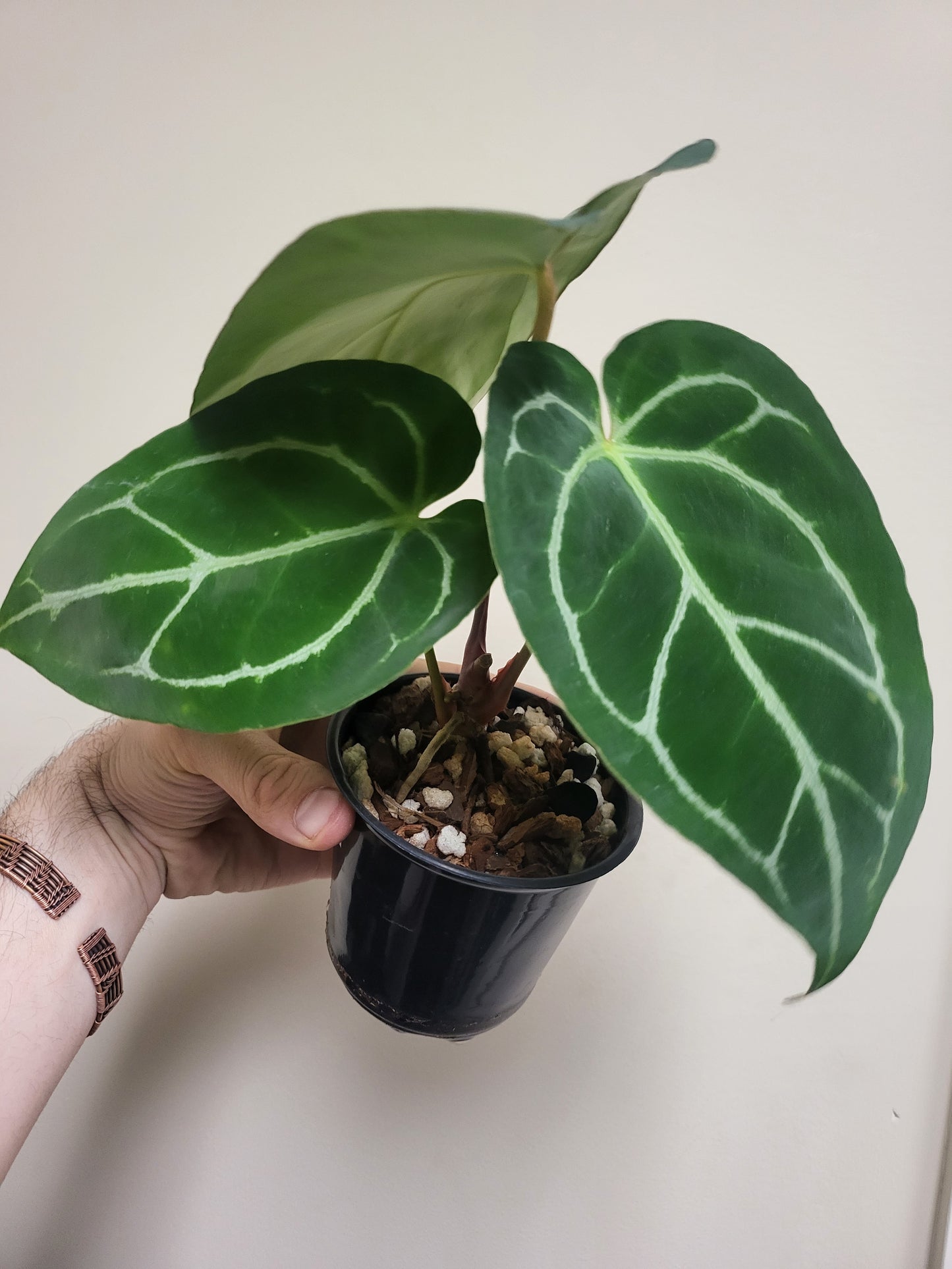 Anthurium Crystallinum Hybrid 4"