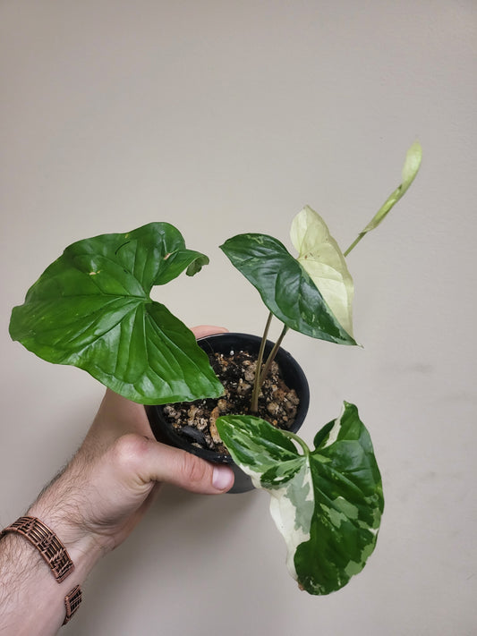 Syngonium podophyllum 'Albo' 4"