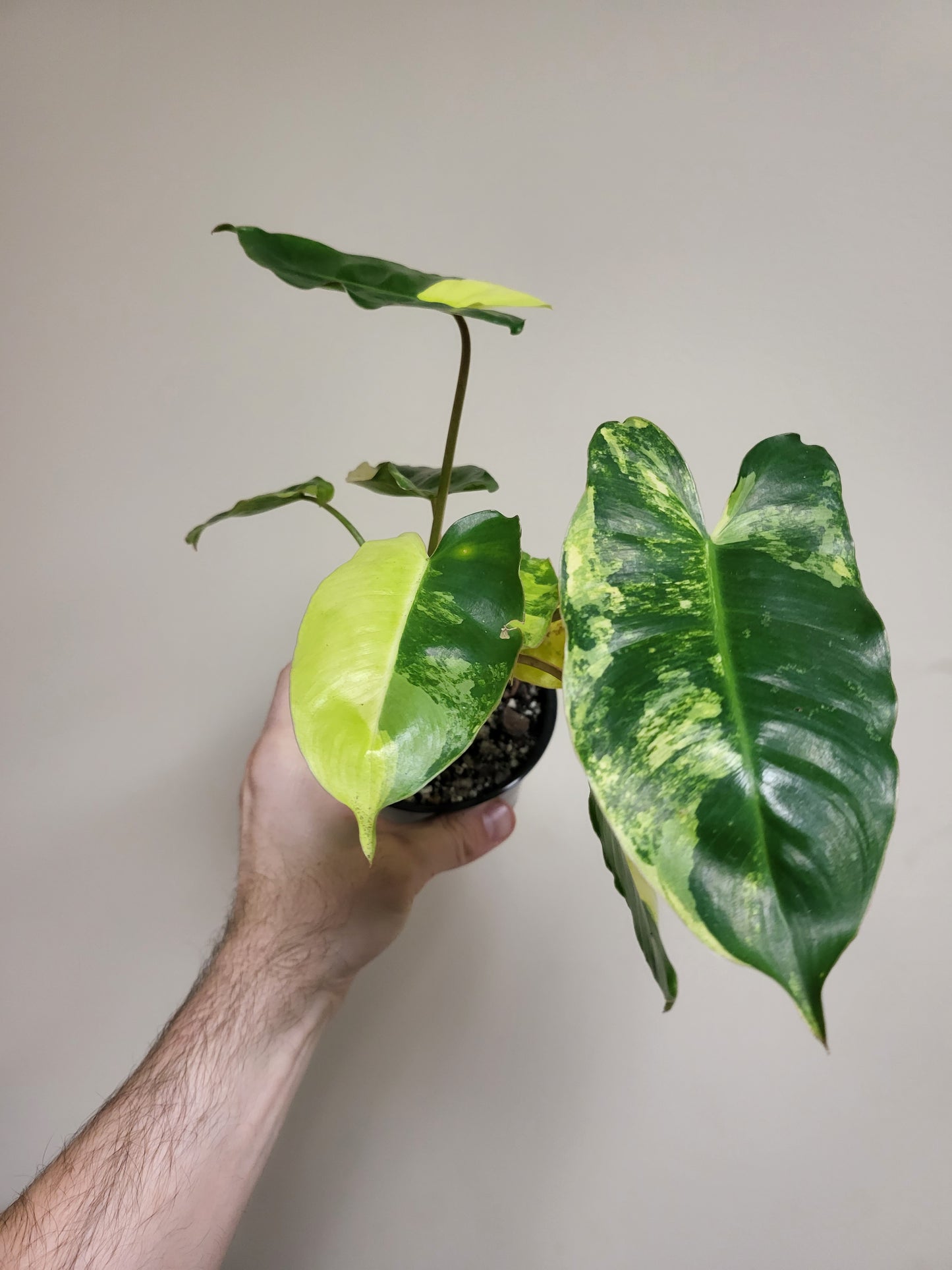 Philodendron Burle Marx Variegated 4"