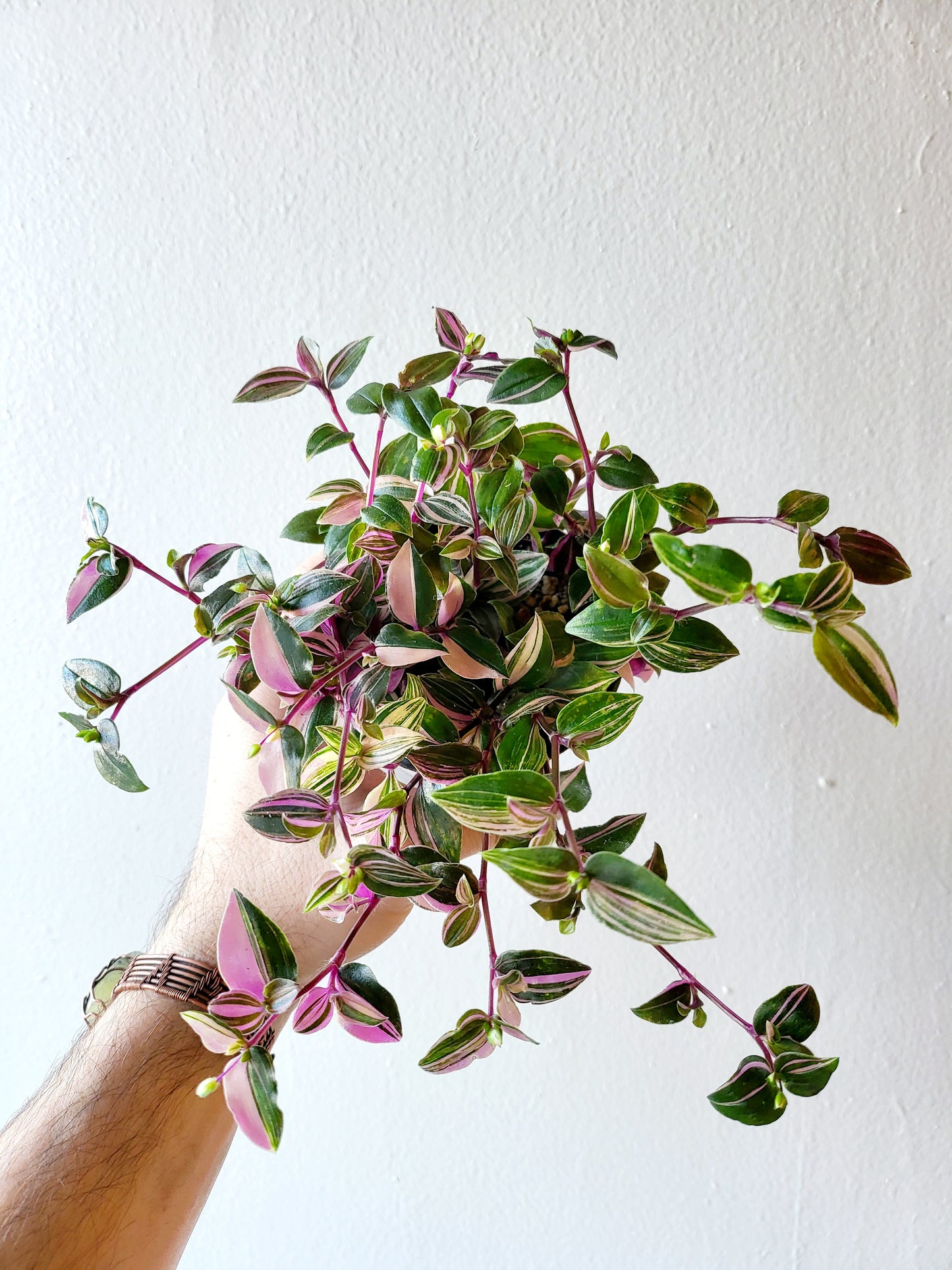 Tradescantia mundula 'Tricolor' "Rainbow/Lisa" 4"