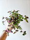 Tradescantia mundula 'Tricolor' "Rainbow/Lisa" 4"