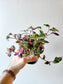 Tradescantia mundula 'Tricolor' "Rainbow/Lisa" 4"