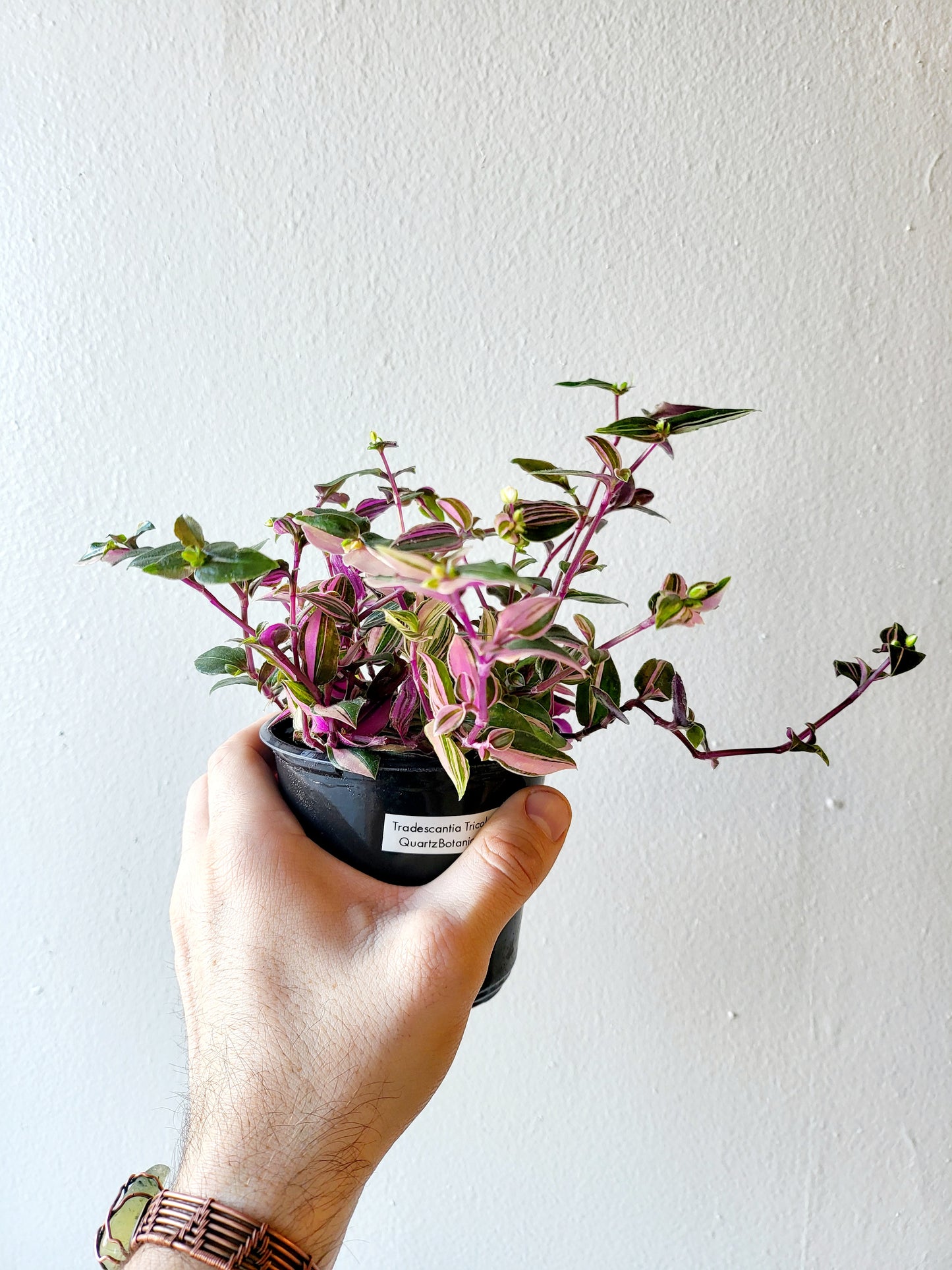 Tradescantia mundula 'Tricolor' "Rainbow/Lisa" 4"