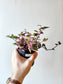 Tradescantia mundula 'Tricolor' "Rainbow/Lisa" 4"