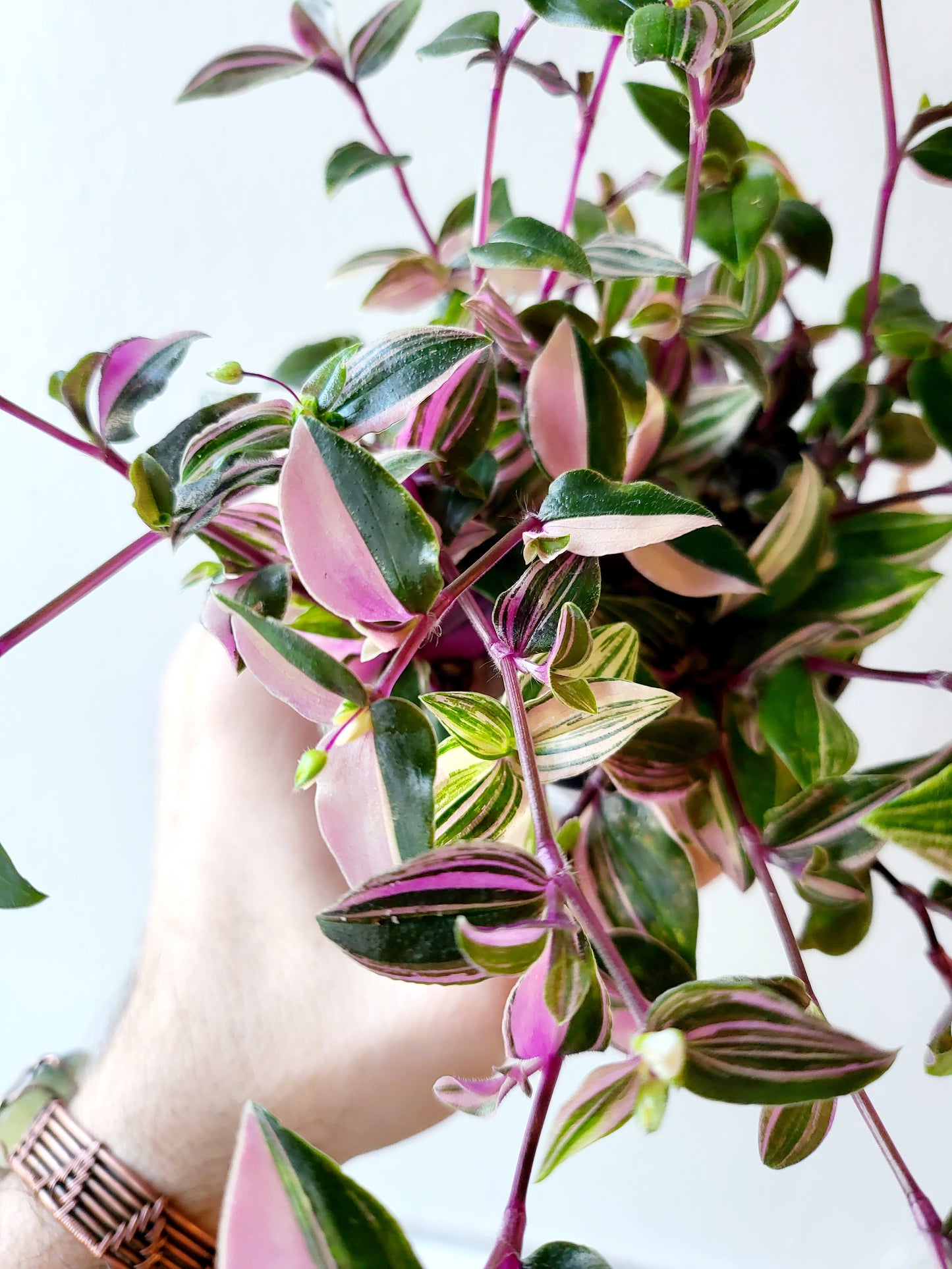 Tradescantia mundula 'Tricolor' "Rainbow/Lisa" 4"
