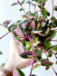 Tradescantia mundula 'Tricolor' "Rainbow/Lisa" 4"