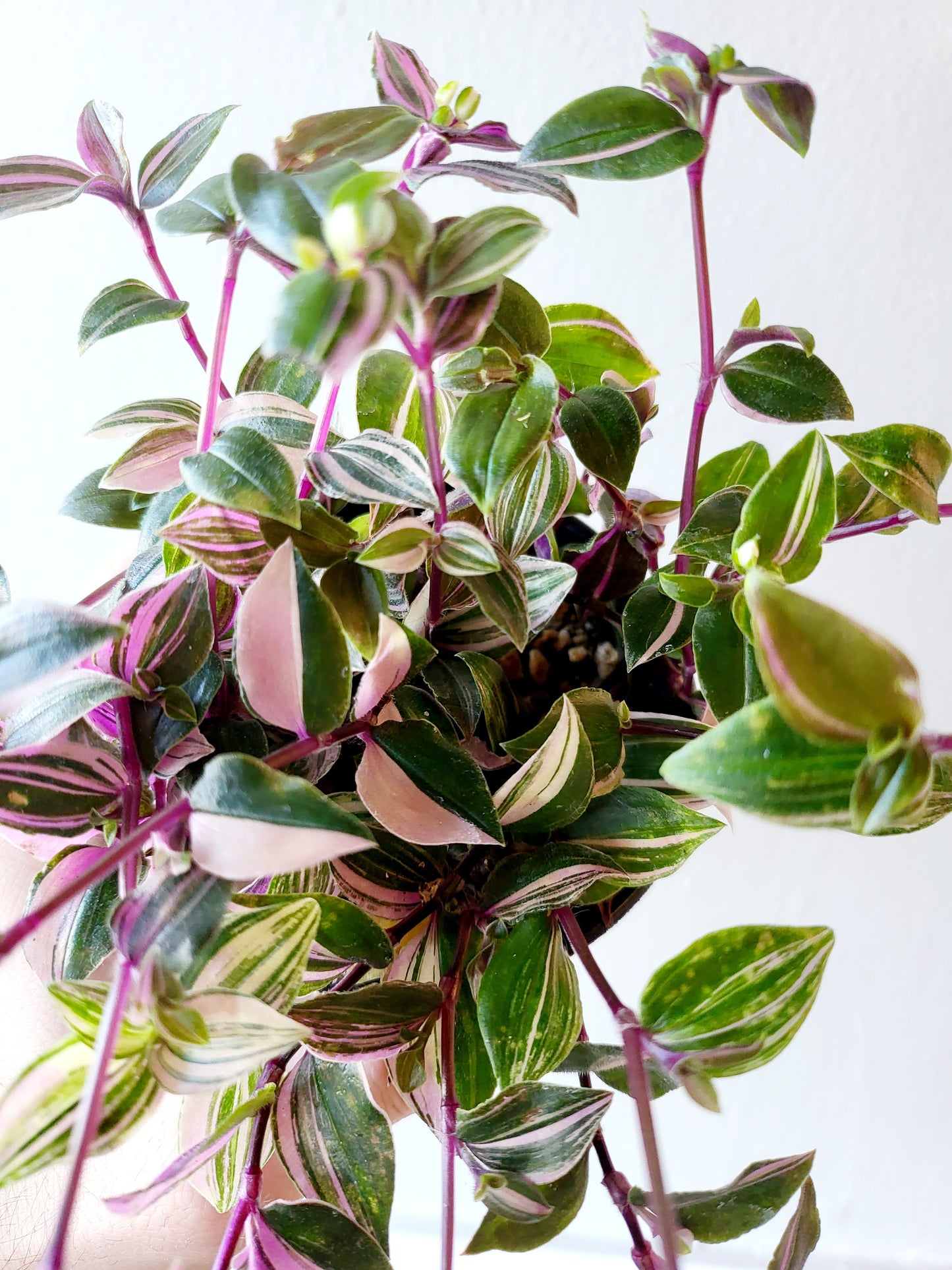 Tradescantia mundula 'Tricolor' "Rainbow/Lisa" 4"