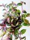 Tradescantia mundula 'Tricolor' "Rainbow/Lisa" 4"