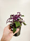 Gynura aurantiaca 'Purple Passion' 4”