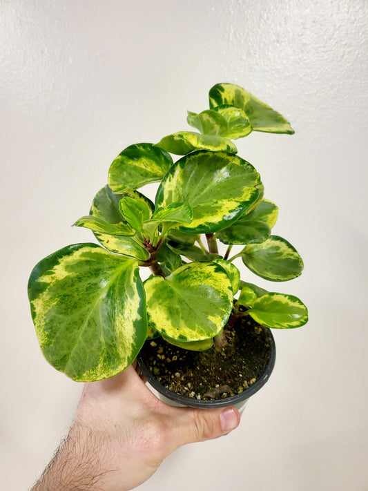 Peperomia obtusifolia 'Golden Gate' 4”