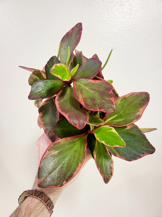 Peperomia Clusiifolia Ginny 4”