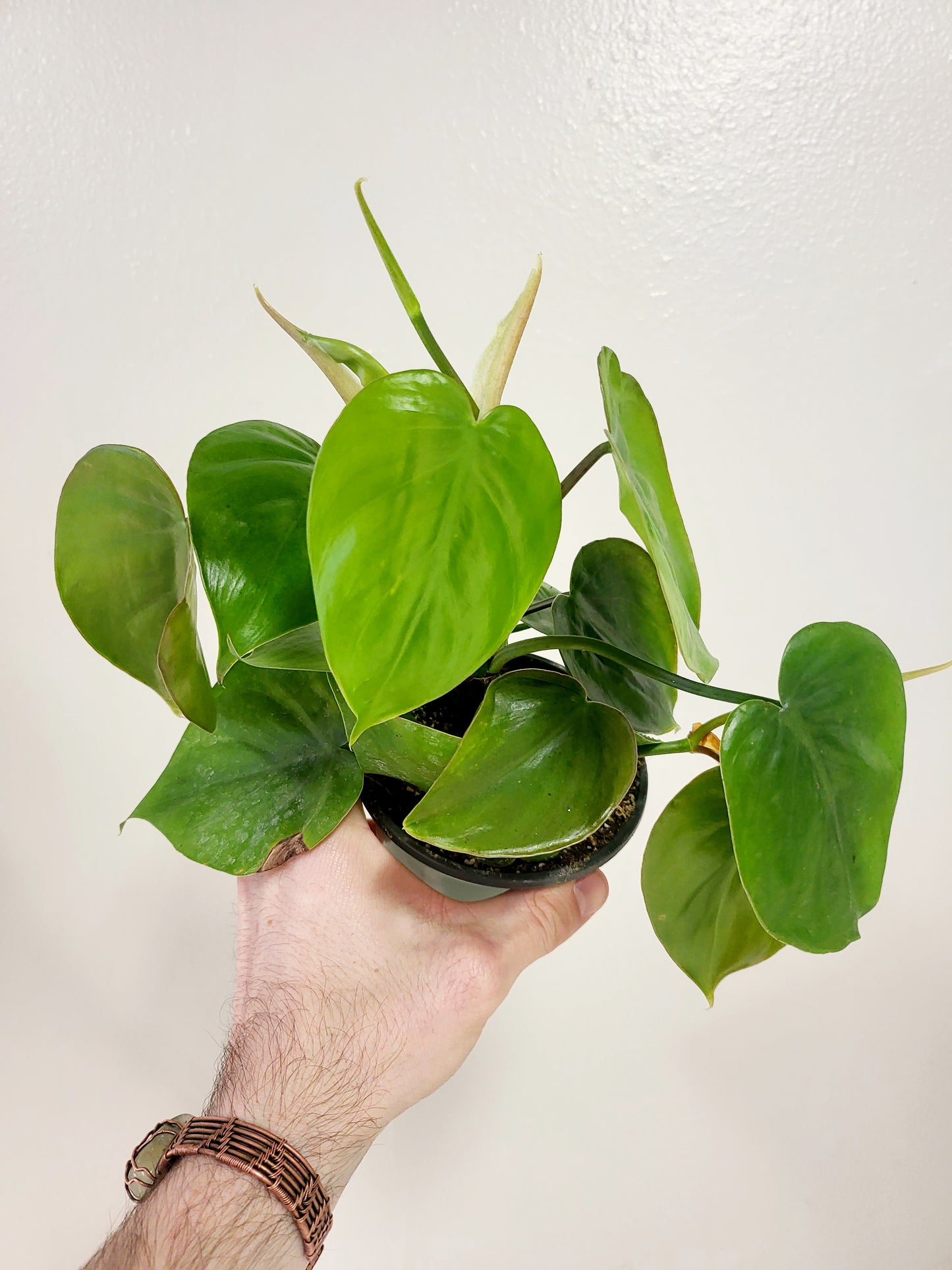 Philodendron Hederaceum Heart Leaf 4”
