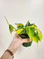 Philodendron hederaceum 'Brasil' 4”