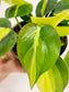 Philodendron hederaceum 'Brasil' 4”