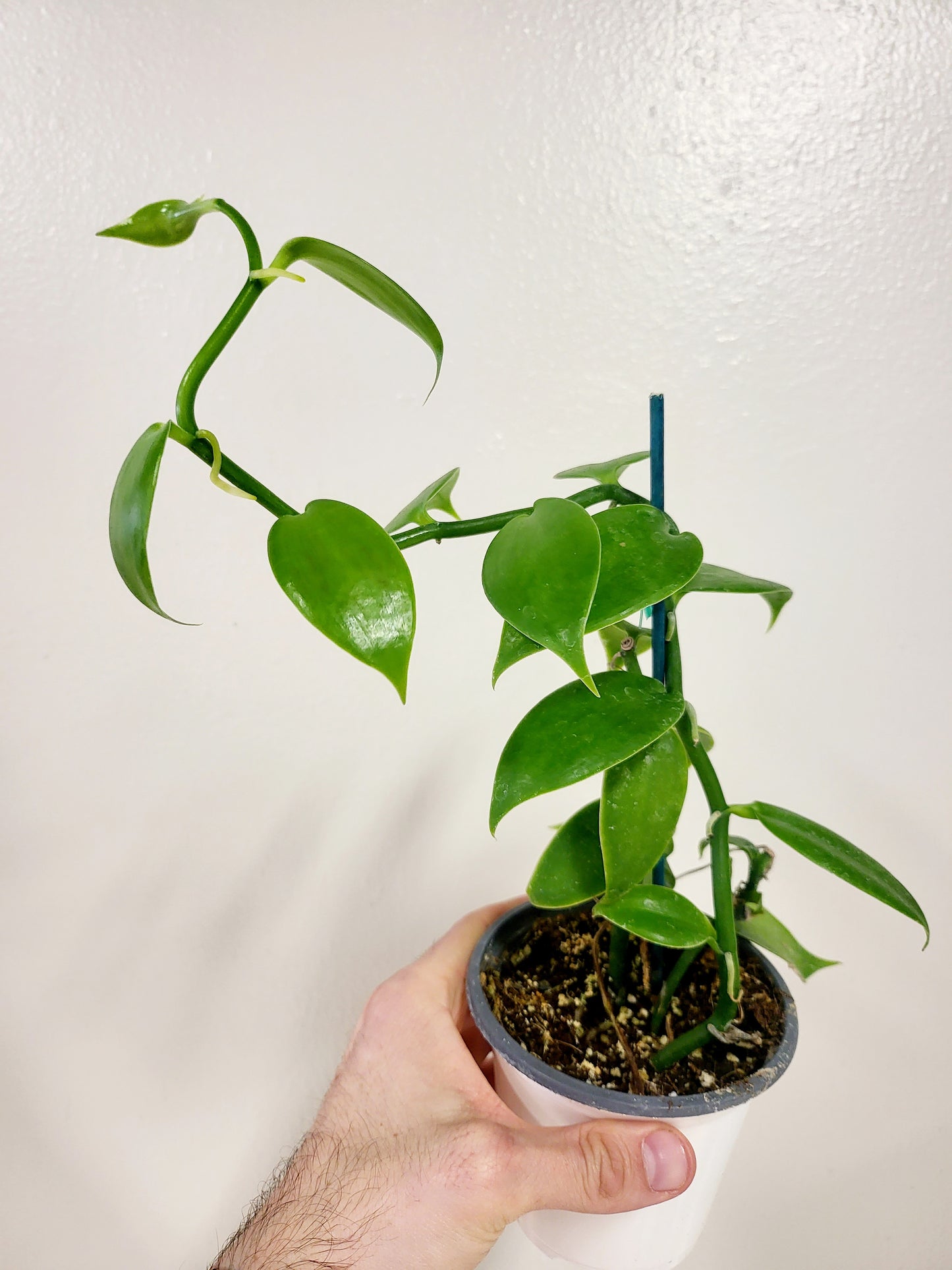 Planifolia Vanilla Bean Orchid 4” Quartz Botanicals