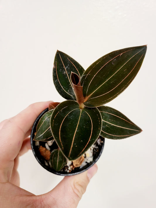 Ludochilus Sea Turtle Jewel Orchid 3”