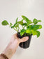Epipremnum Aureum Global Green Pothos 4”