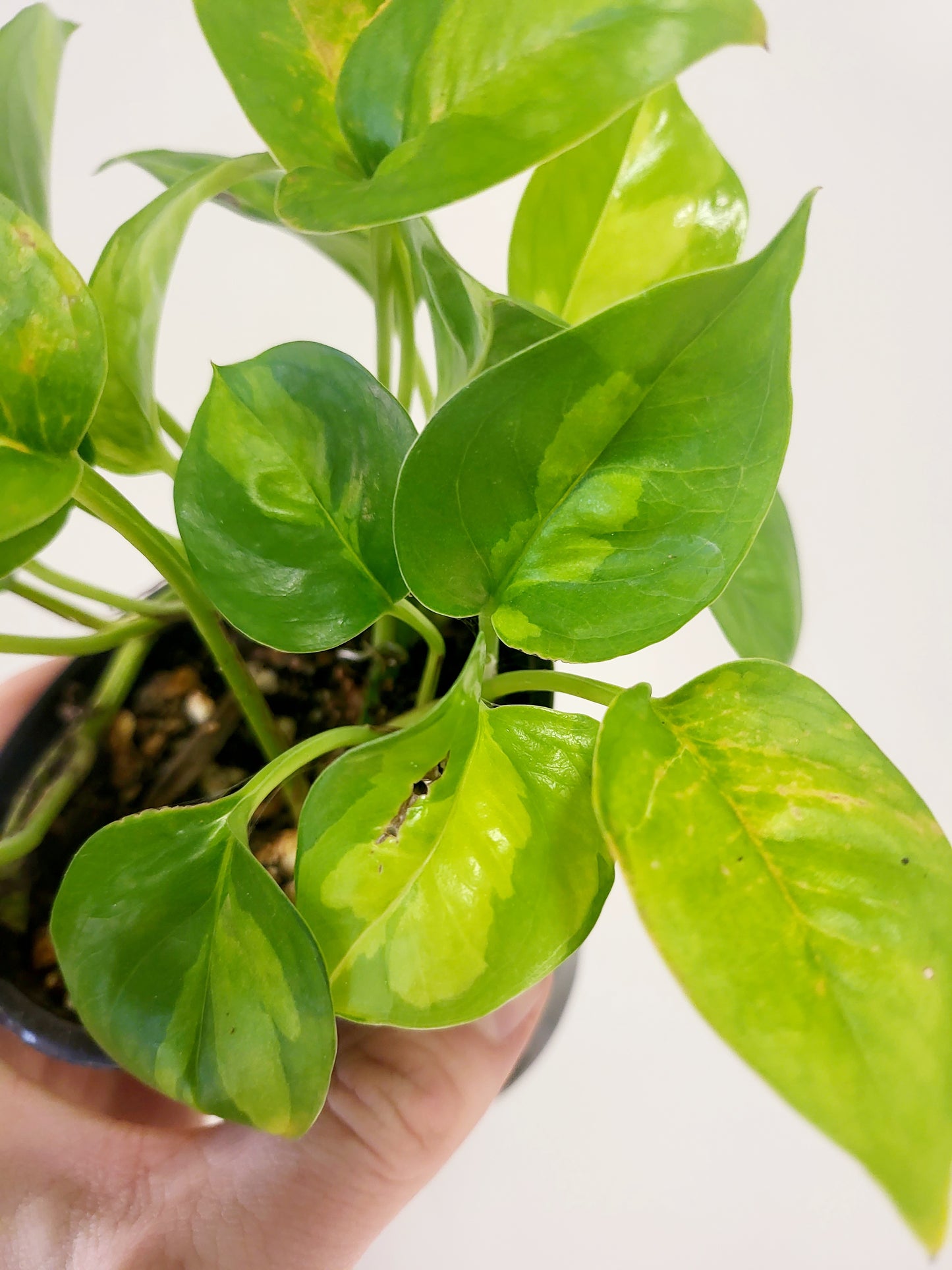 Epipremnum Aureum Global Green Pothos 4”