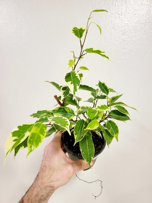 Ficus Benjamina Variegated 4"