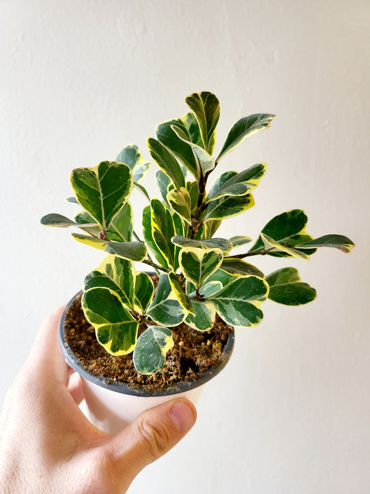 Ficus Triangularis Variegated 4”