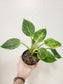 Philodendron 'Birkin' 4"