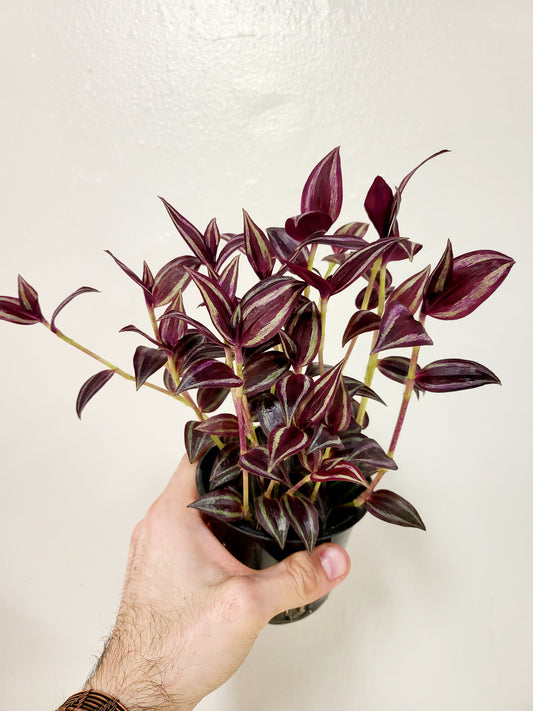 Tradescantia zebrina 'Burgundy' 4"