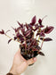 Tradescantia zebrina 'Burgundy' 4"