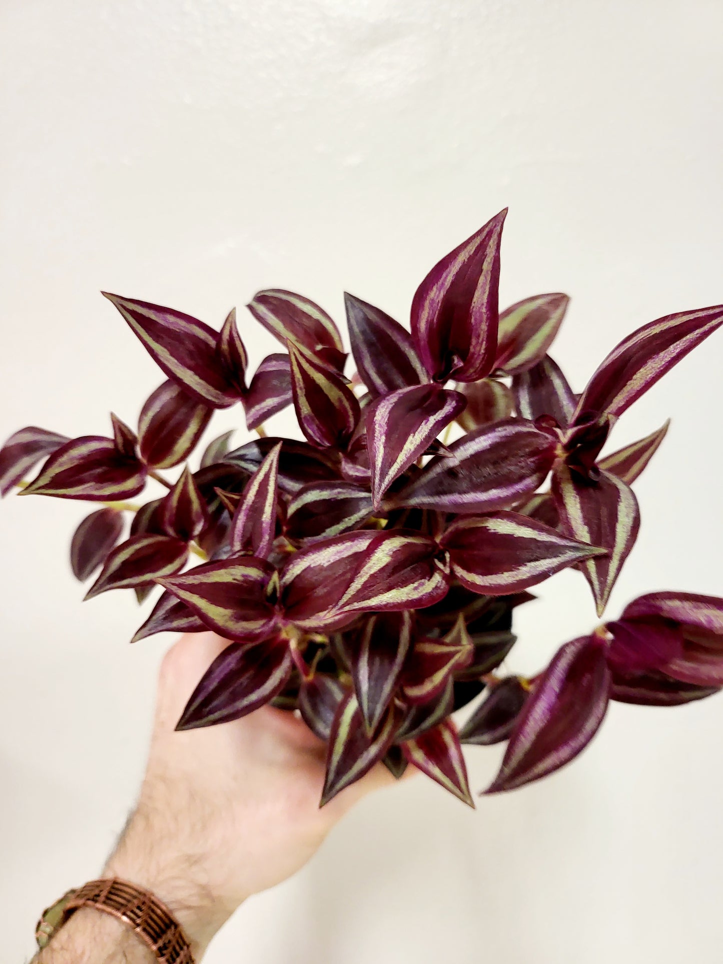 Tradescantia zebrina 'Burgundy' 4"