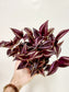 Tradescantia zebrina 'Burgundy' 4"