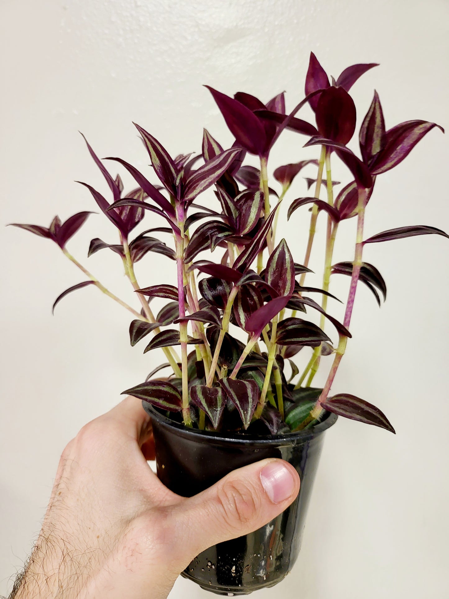Tradescantia zebrina 'Burgundy' 4"