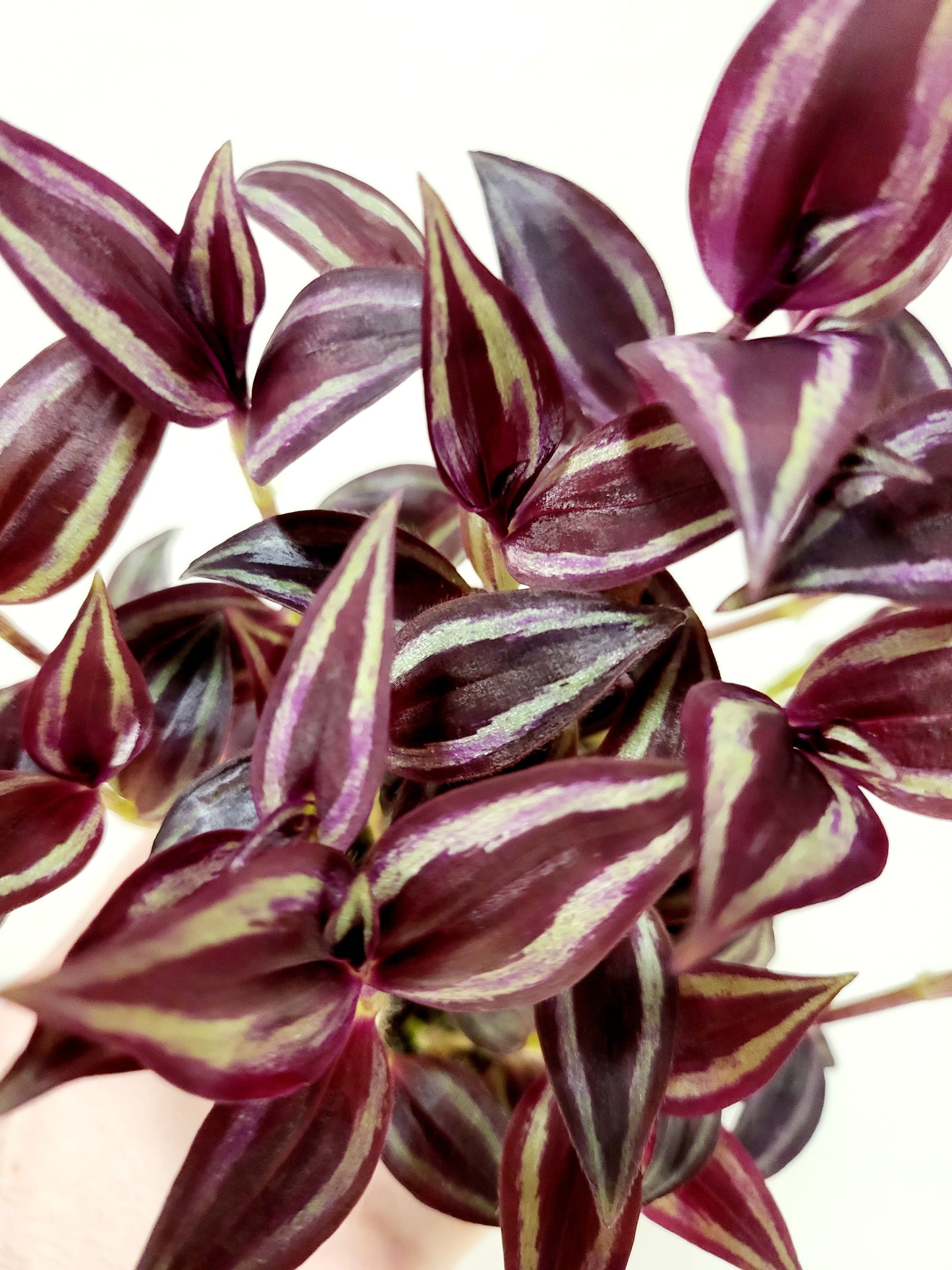 Tradescantia zebrina 'Burgundy' 4"