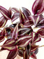 Tradescantia zebrina 'Burgundy' 4"