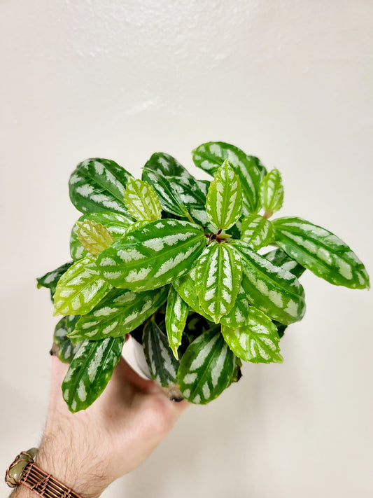 Pilea Cadierei 4"