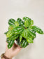 Pilea Cadierei 4"