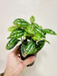 Pilea Cadierei 4"