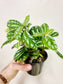 Pilea Cadierei 4"