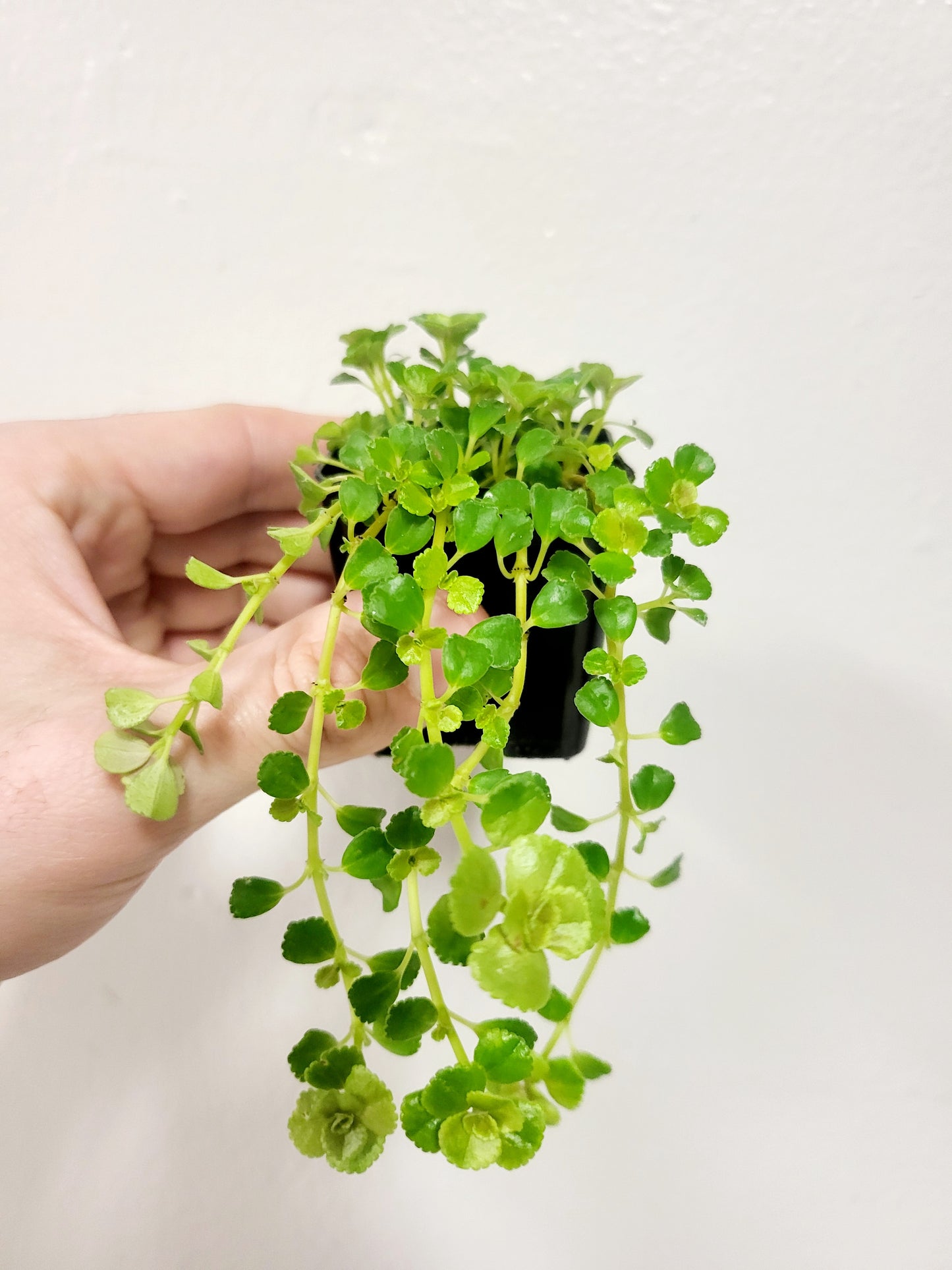 Pilea depressa 'Baby Tears' 2"