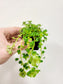 Pilea depressa 'Baby Tears' 2"