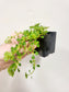 Pilea depressa 'Baby Tears' 2"