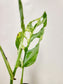 Monstera Adansonii Variegated 4"
