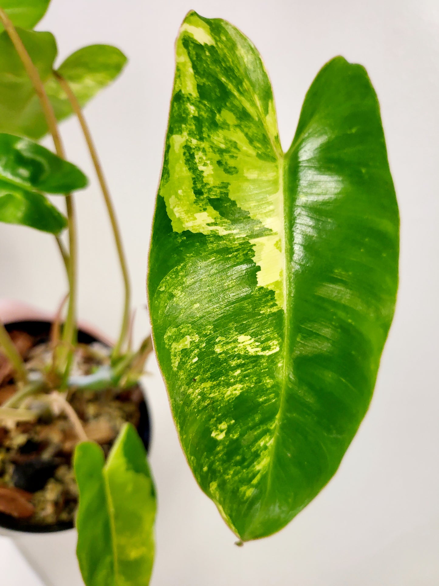 Philodendron Burle Marx Variegated 5"