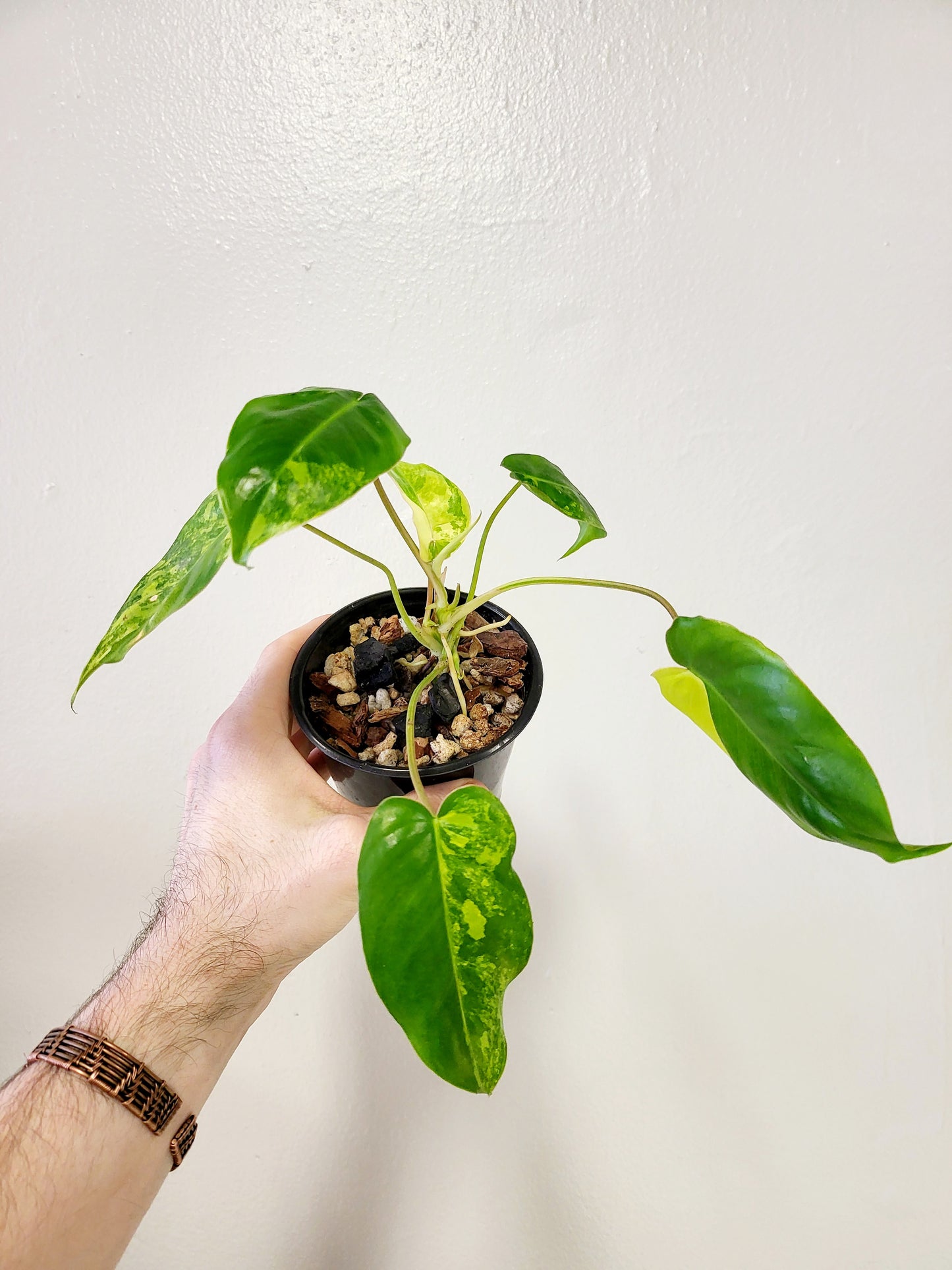 Philodendron Burle Marx Variegated 4"