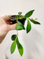 Hoya Sp. Aff. Burtoniae 3"