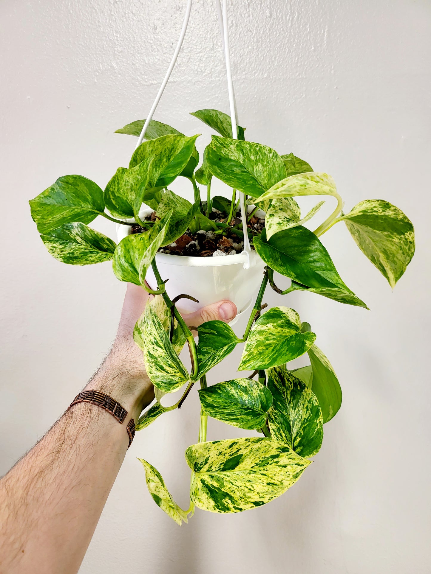 Epipremnum aureum 'Marble Queen' 6" HB (Pothos)