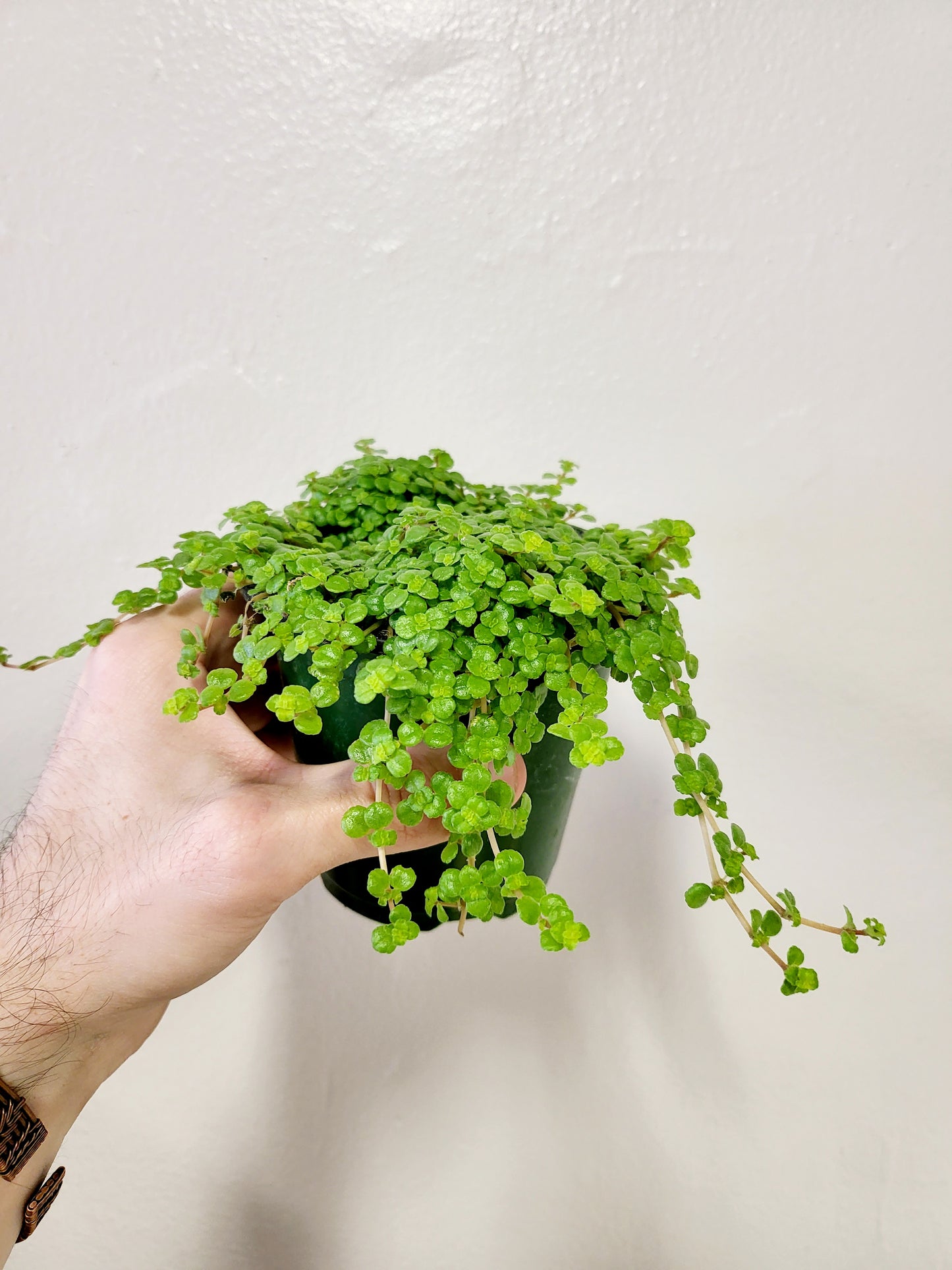 Pilea Depressa Tiny Tears 4”