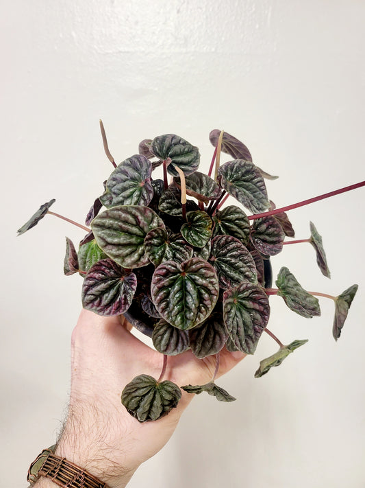 Peperomia Caperata Burgundy Ripple 4”