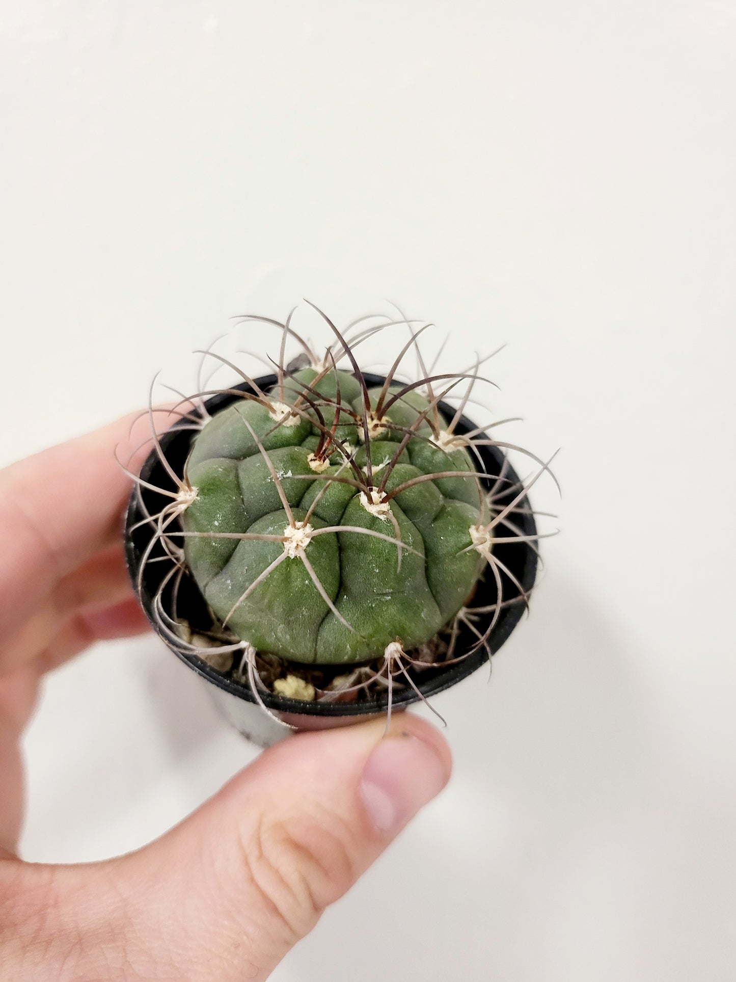 Gymnocalycium Pflanzii Chin Cactus 2.5”